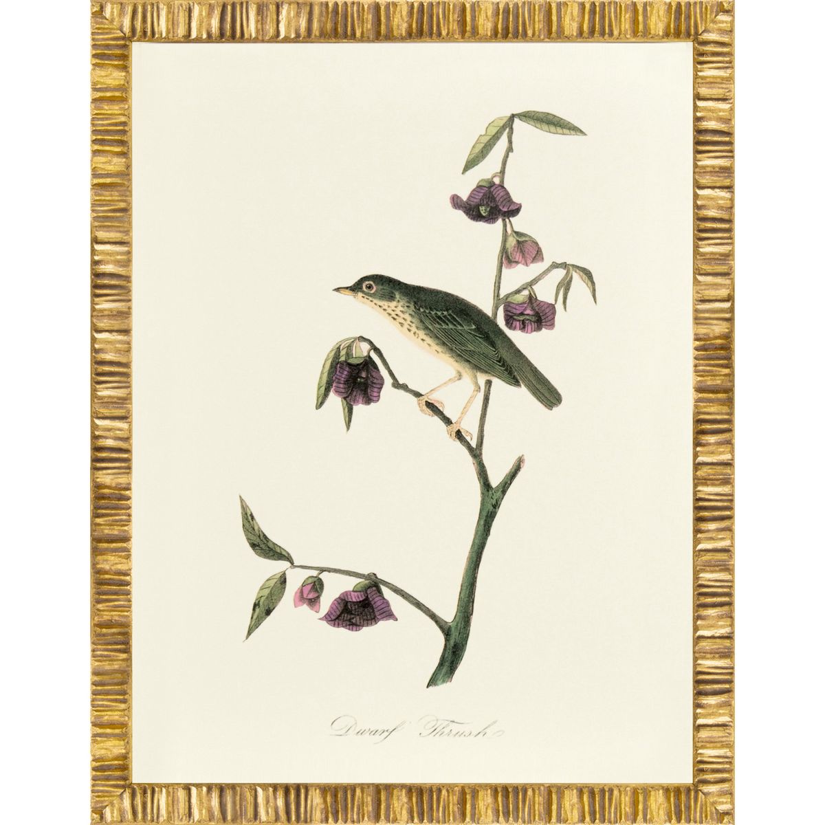 ARCHIVE:AUDUBON/ TRUSH:24X32 Item No: RS3595/61G-13