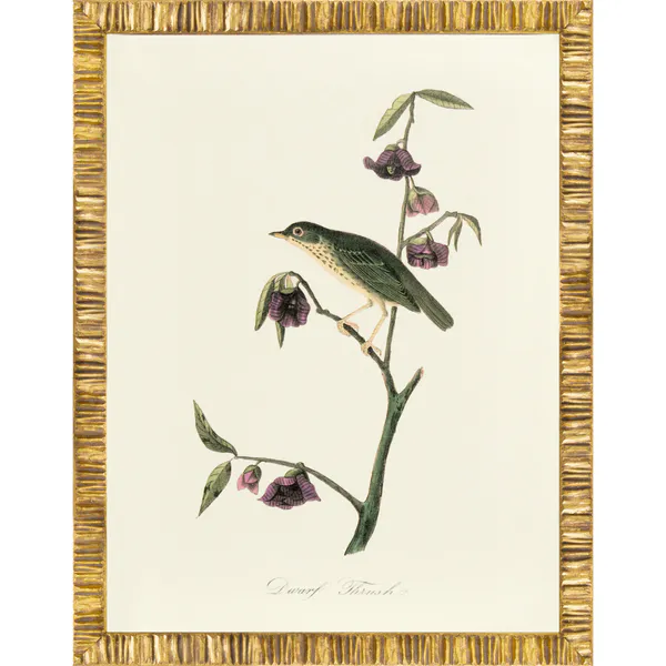 Bilde av ARCHIVE:AUDUBON/ TRUSH:24X32 Item No: ...